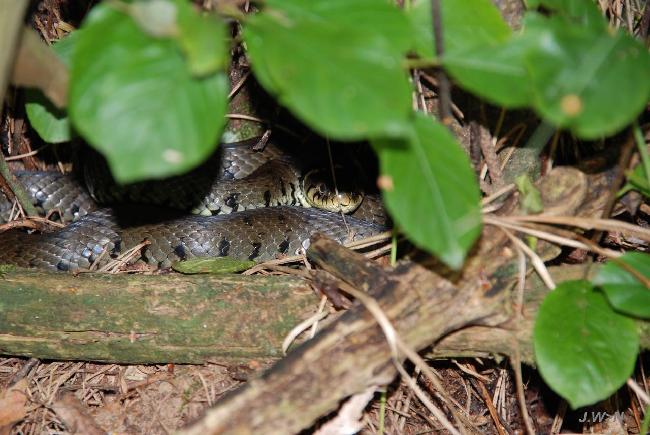 De Priesnitzhoeve Laag-Soeren Bagian luar foto
