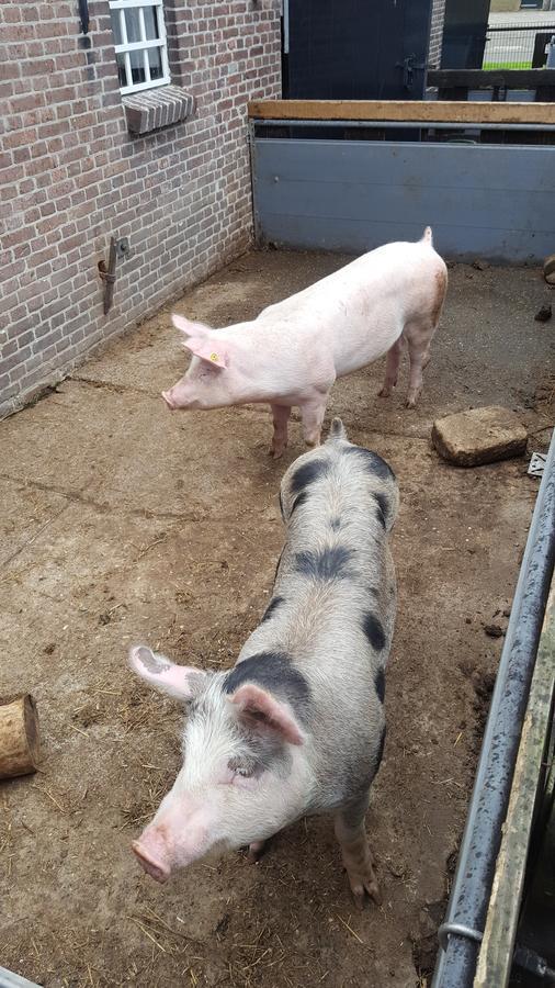 De Priesnitzhoeve Laag-Soeren Bagian luar foto